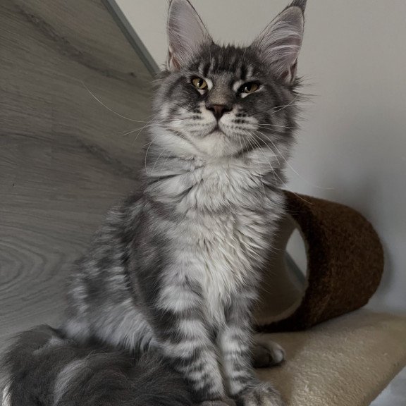 Maine Coon EZ Mavrik
