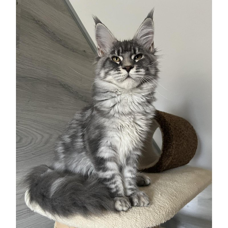 Maine Coon EZ Mavrik