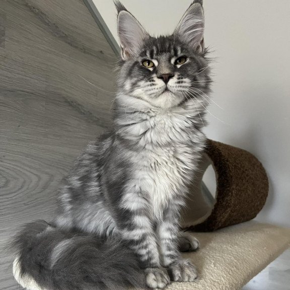 Maine Coon EZ Mavrik