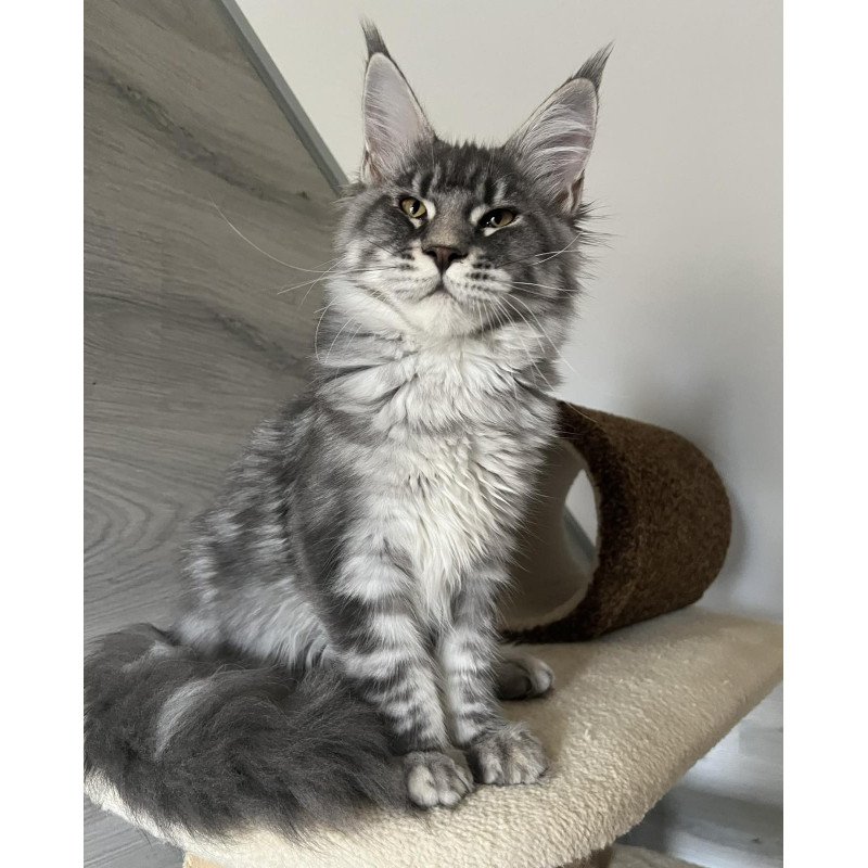 Maine Coon EZ Mavrik