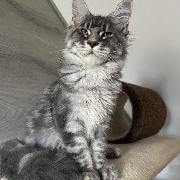 Maine Coon EZ Mavrik