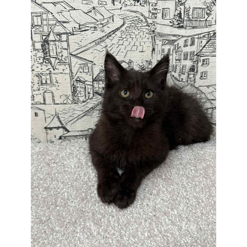 Maine Coon EZ Fenomen