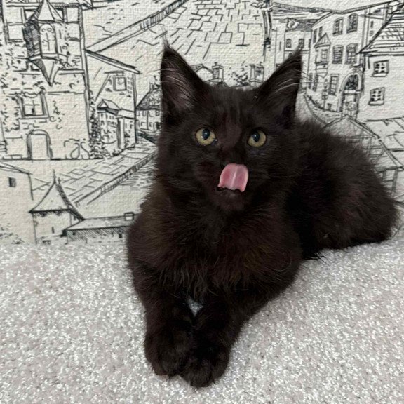 Maine Coon EZ Fenomen