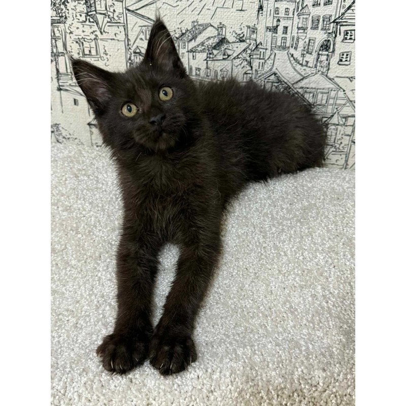 Maine Coon EZ Fenomen