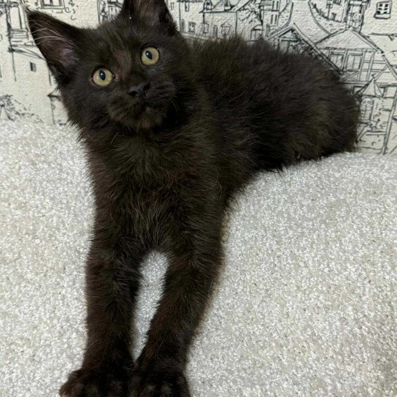 Maine Coon EZ Fenomen