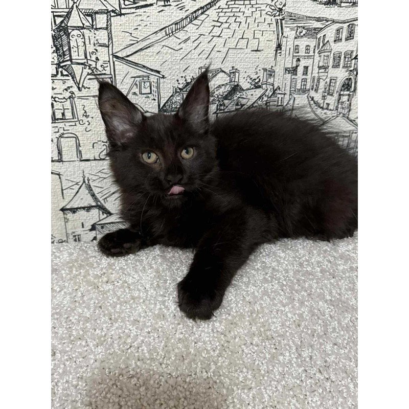 Maine Coon EZ Fenomen