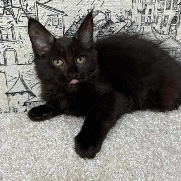 Maine Coon EZ Fenomen