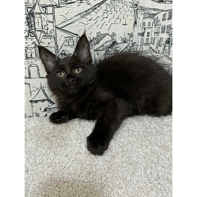 Maine Coon EZ Fenomen