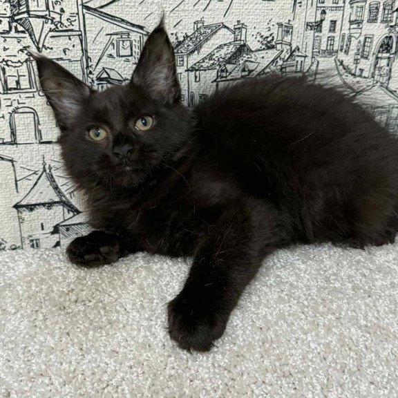 Maine Coon EZ Fenomen