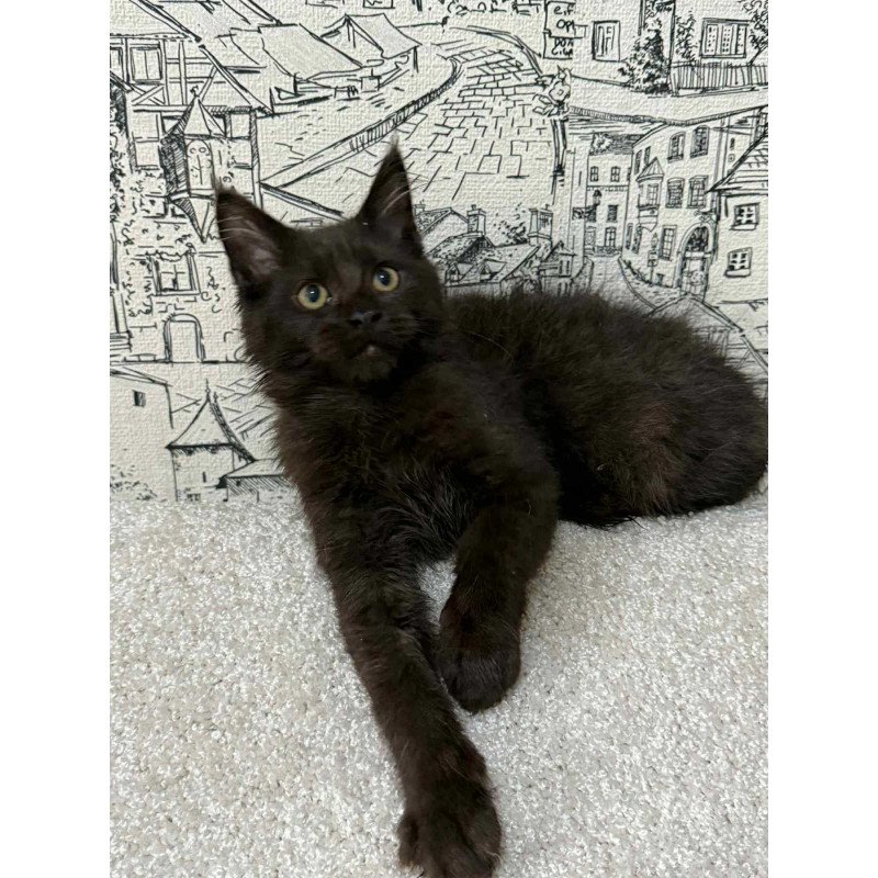 Maine Coon EZ Fenomen