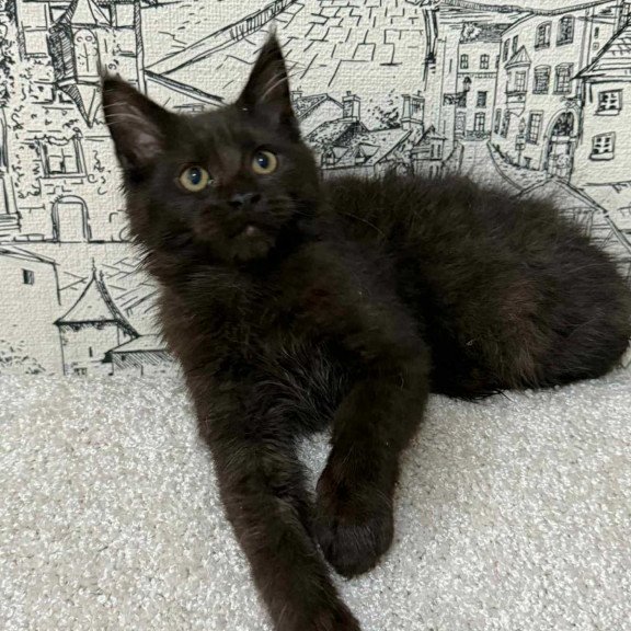 Maine Coon EZ Fenomen