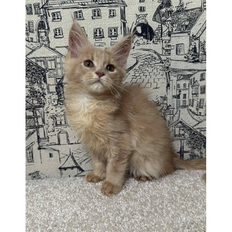 Maine Coon EZ Fiesta