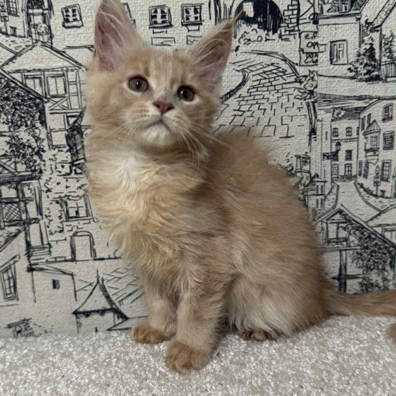 Maine Coon EZ Fiesta