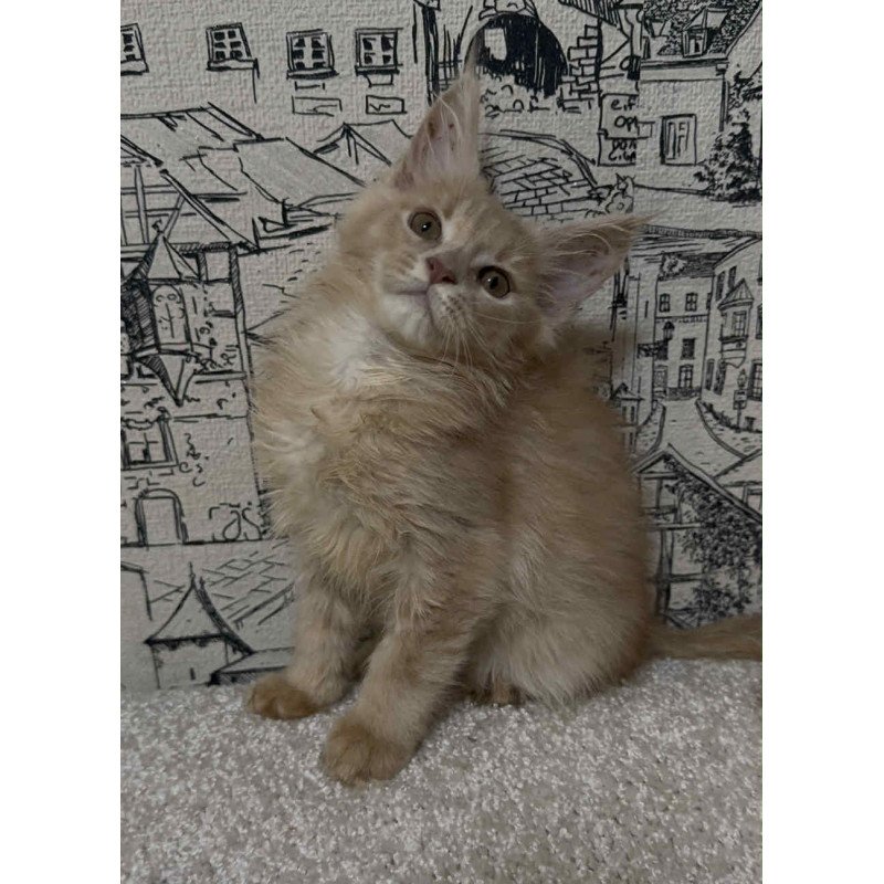 Maine Coon EZ Fiesta