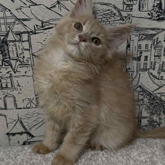 Maine Coon EZ Fiesta