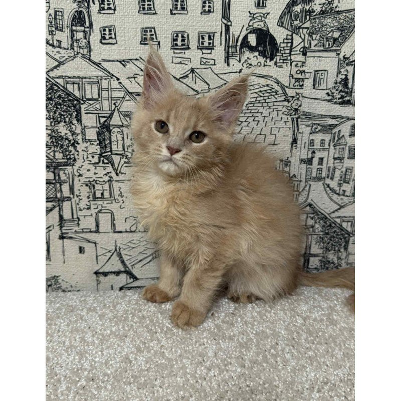 Maine Coon EZ Fiesta