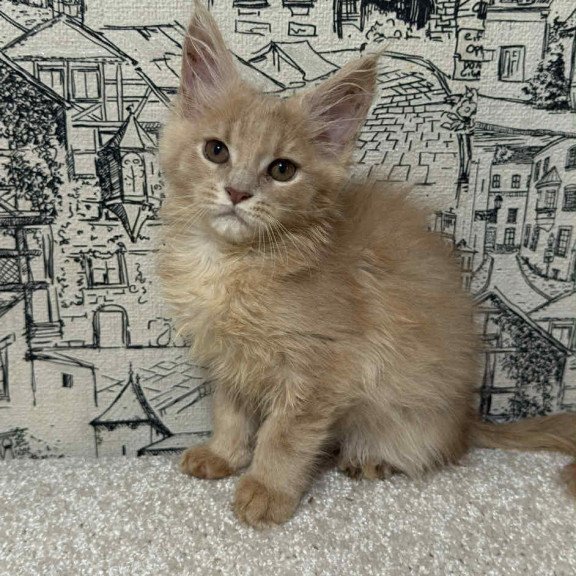 Maine Coon EZ Fiesta