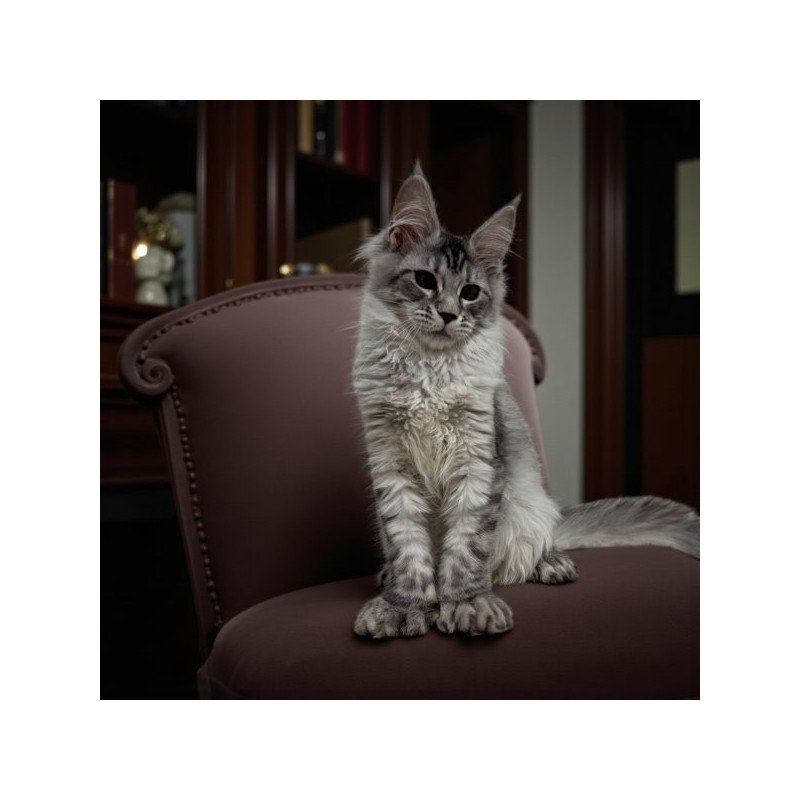 Maine Coon Alva Selena Polydactyl!