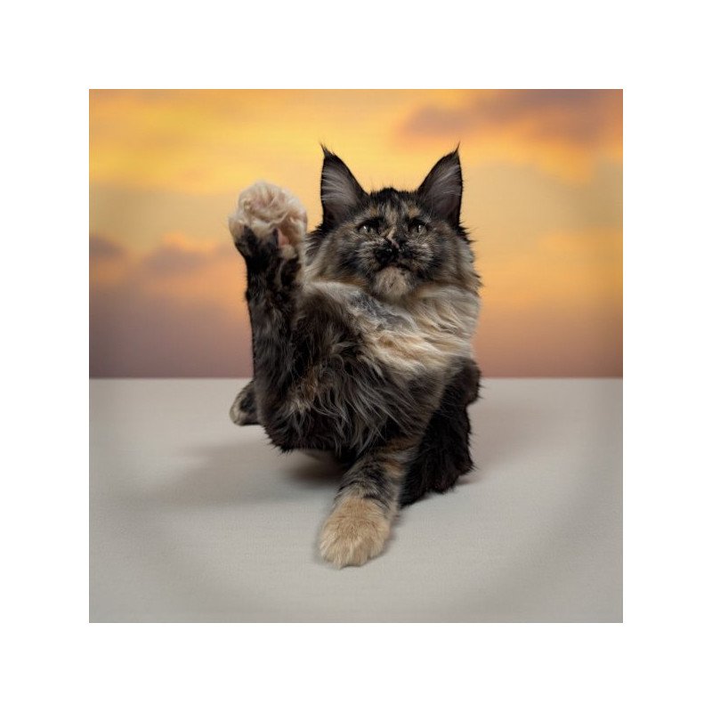 Maine Coon Alva Milli
