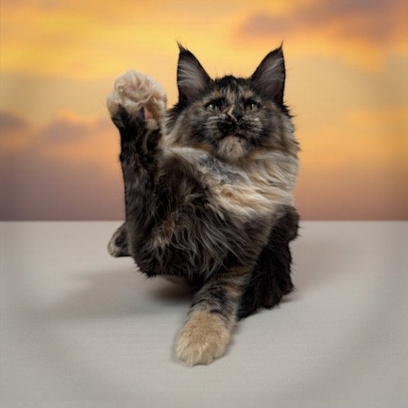 Maine Coon Alva Milli