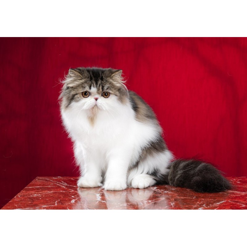 Persian EZ Cupidon Charmer