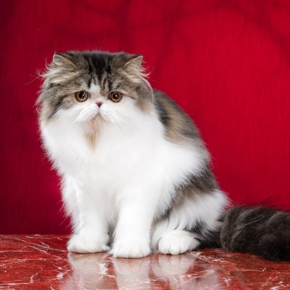 Persian EZ Cupidon Charmer