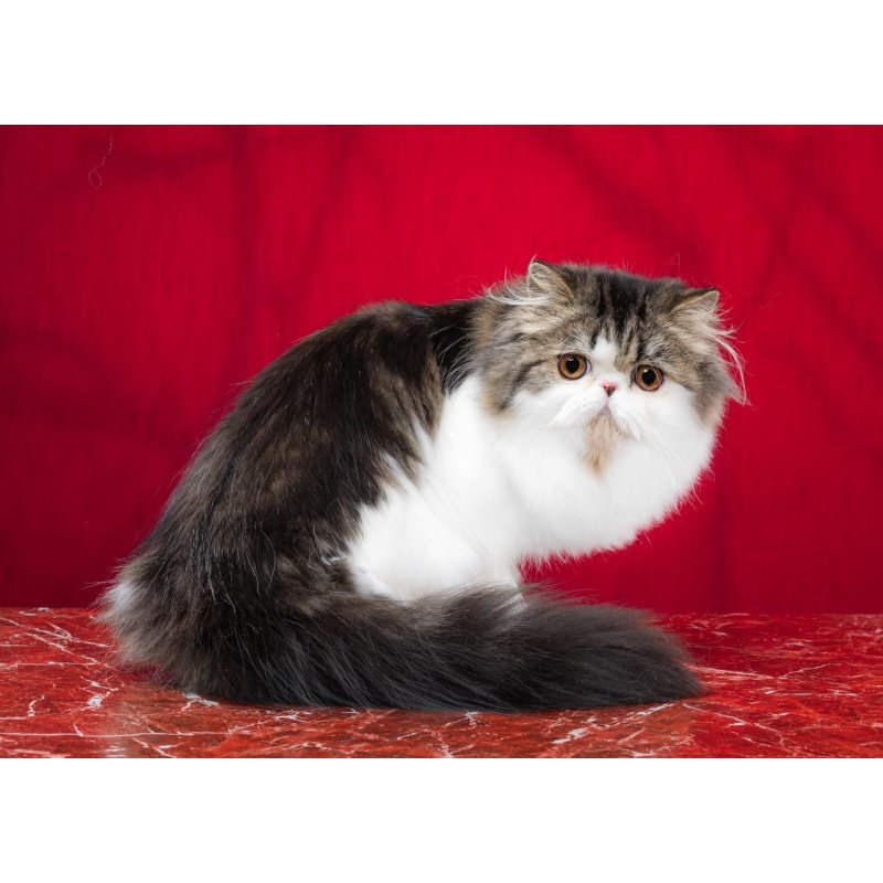 Persian EZ Cupidon Charmer