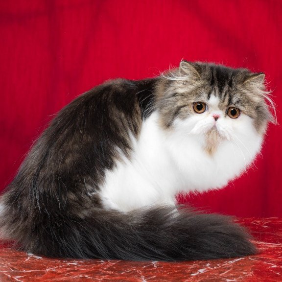 Persian EZ Cupidon Charmer