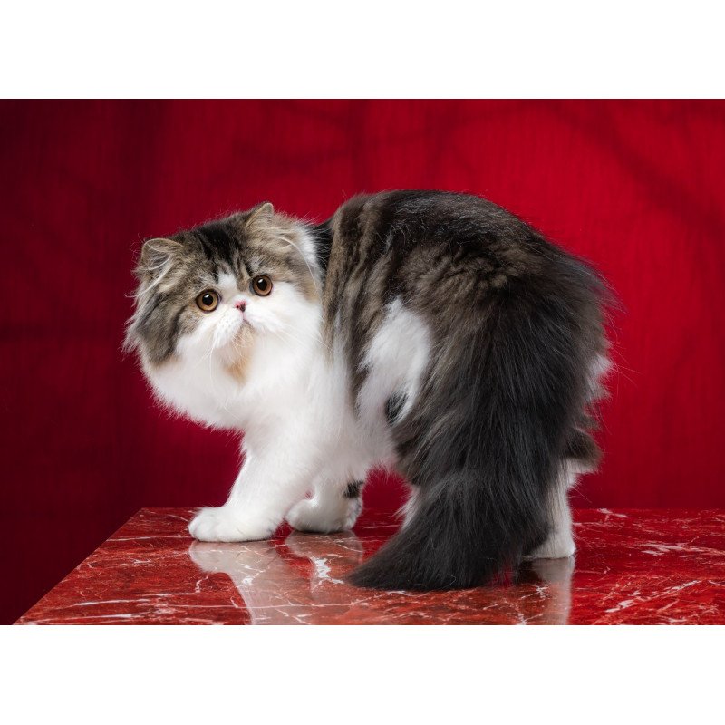 Persian EZ Cupidon Charmer