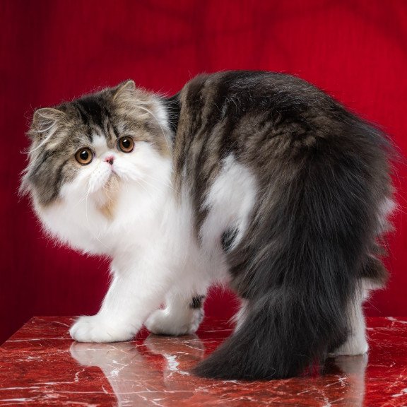 Persian EZ Cupidon Charmer