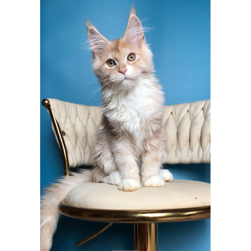 Maine Coon EZ Potap