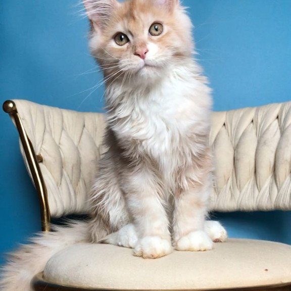 Maine Coon EZ Potap