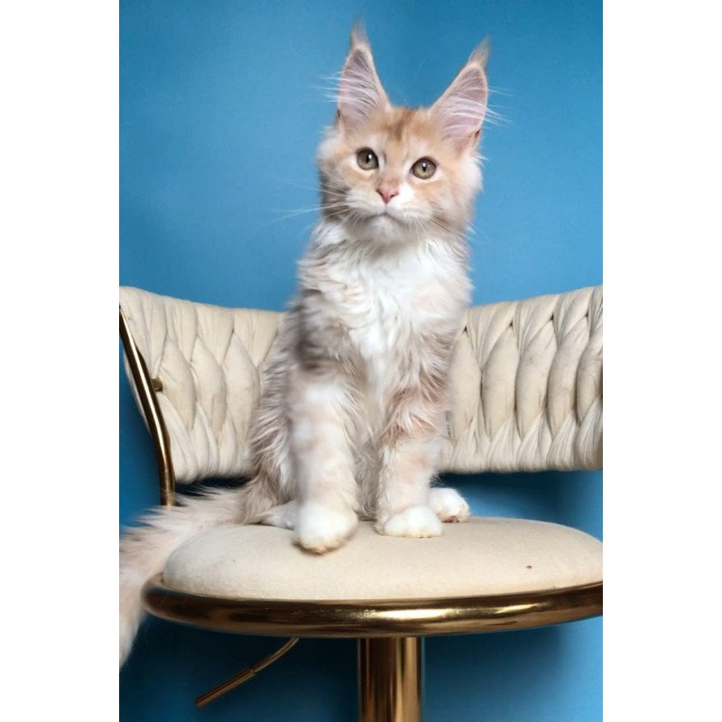Maine Coon EZ Potap