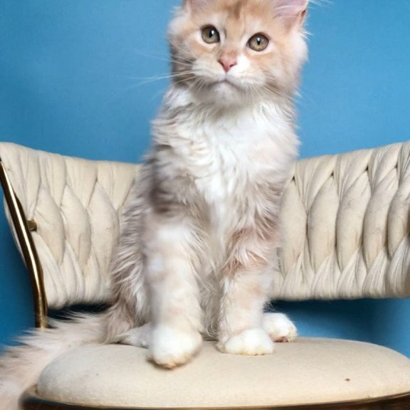 Maine Coon EZ Potap