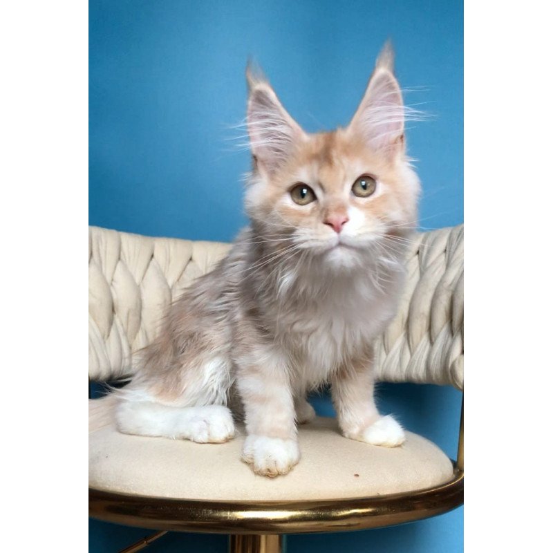 Maine Coon EZ Potap