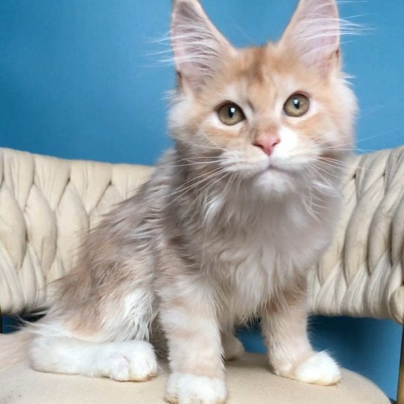 Maine Coon EZ Potap