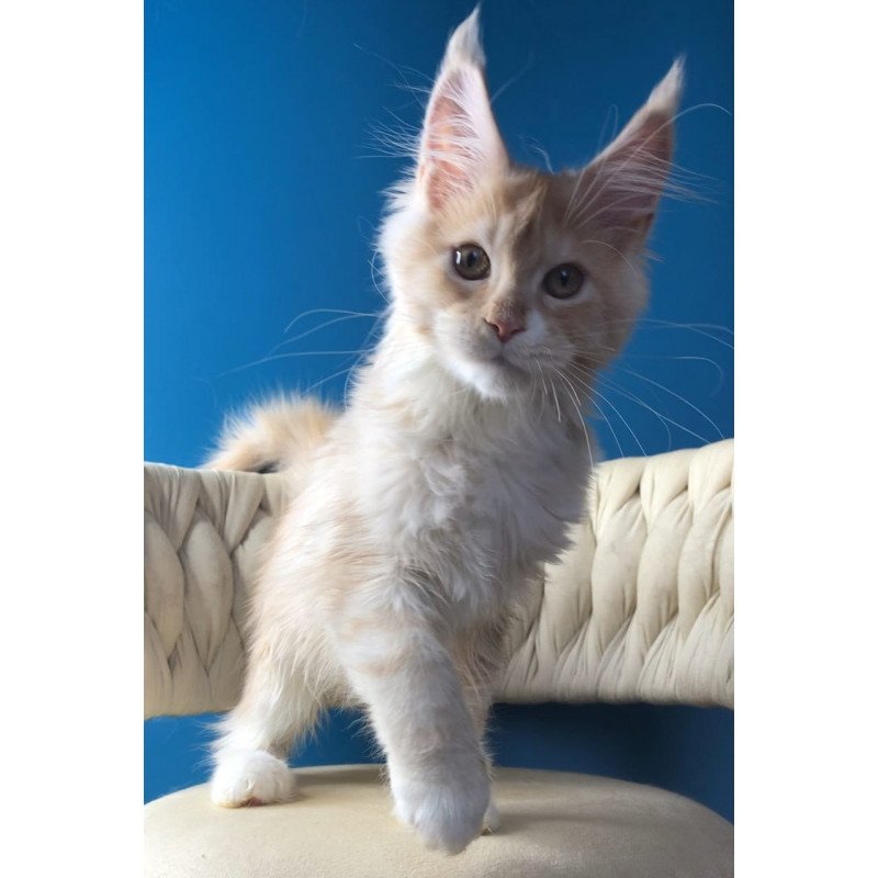 Maine Coon EZ Potap