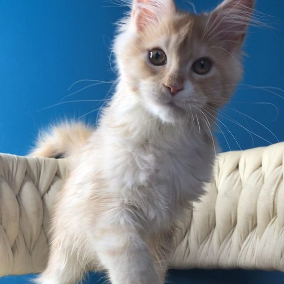 Maine Coon EZ Potap