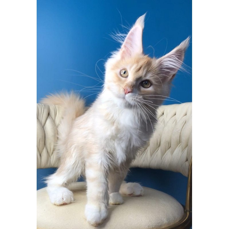 Maine Coon EZ Potap