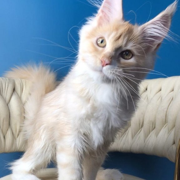 Maine Coon EZ Potap