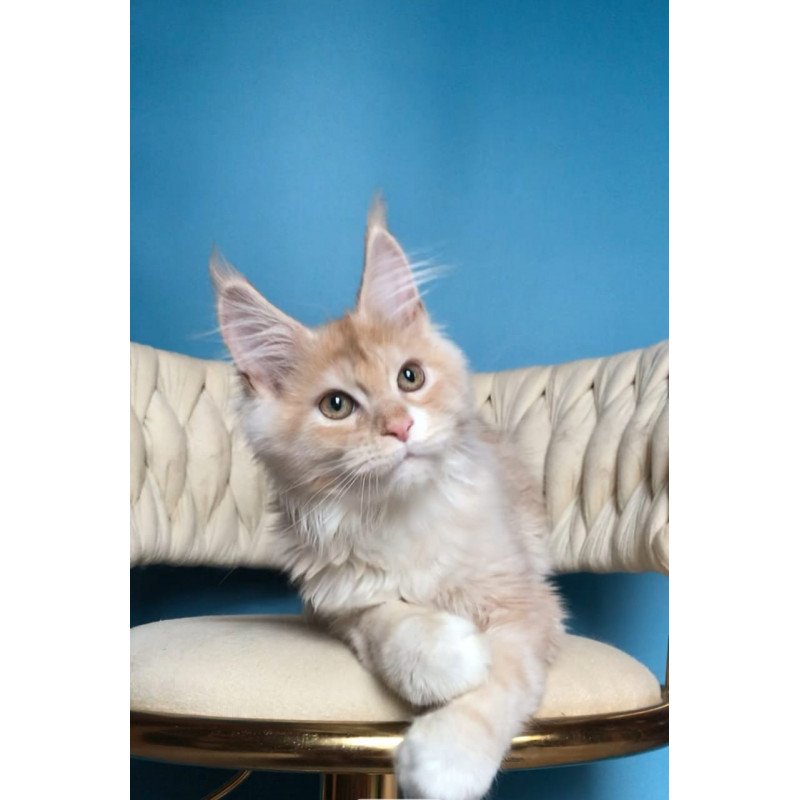 Maine Coon EZ Potap