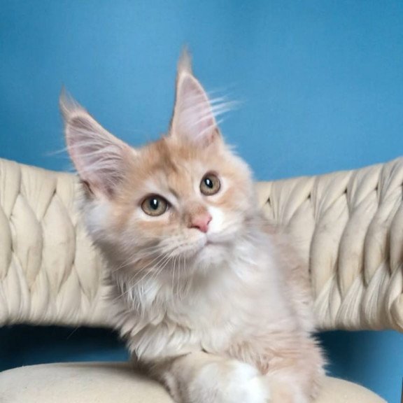 Maine Coon EZ Potap