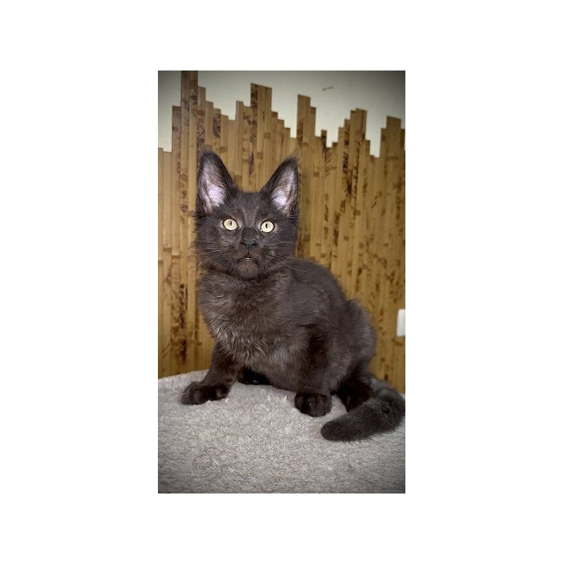 Maine Coon Alva Avista