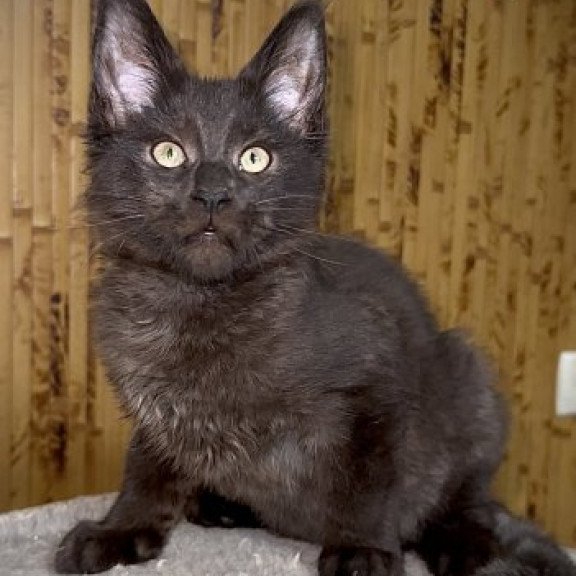 Maine Coon Alva Avista