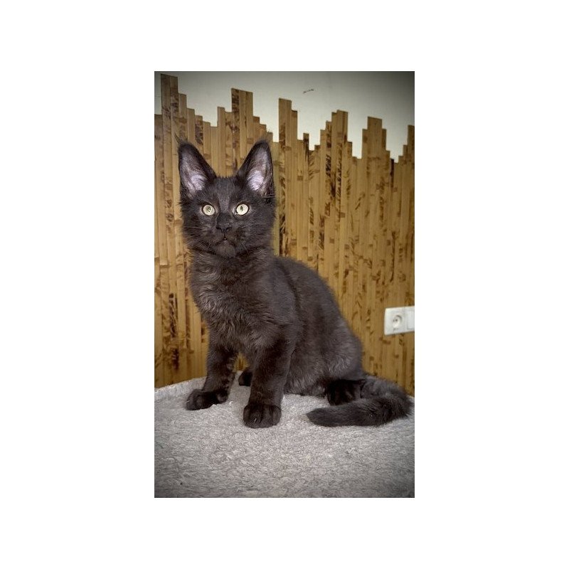 Maine Coon Alva Avista