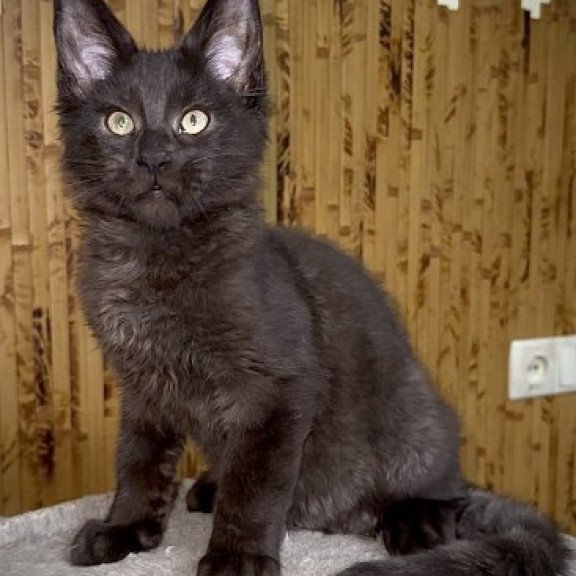 Maine Coon Alva Avista