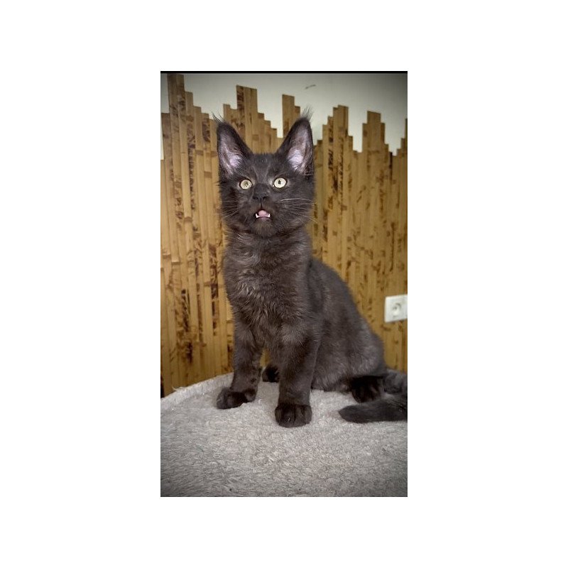 Maine Coon Alva Avista