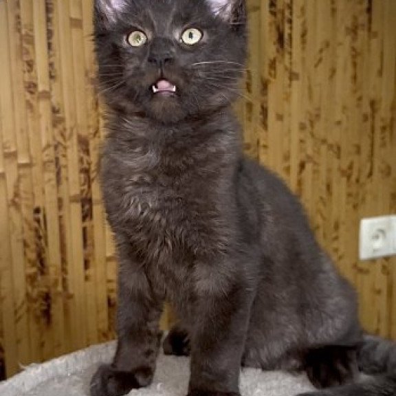 Maine Coon Alva Avista