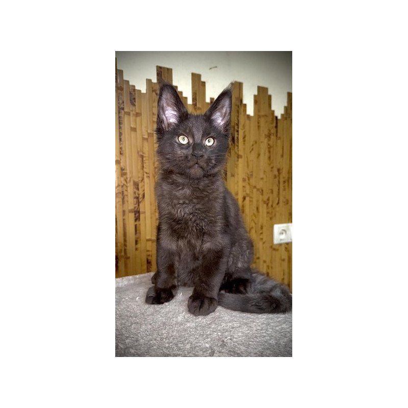 Maine Coon Alva Avista