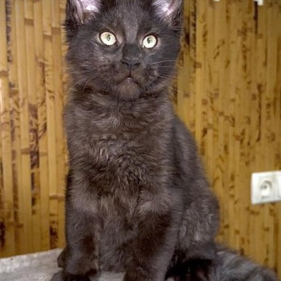 Maine Coon Alva Avista